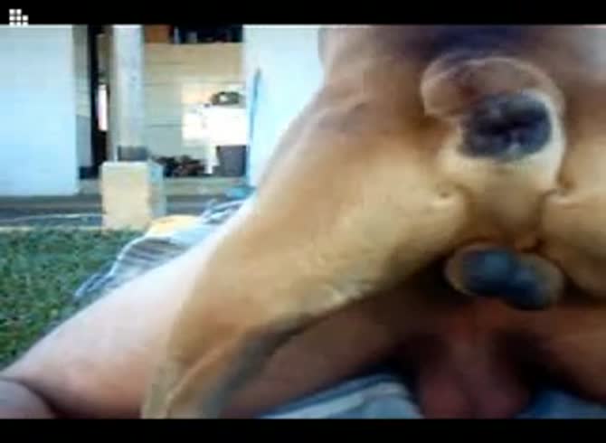Video :Gay beastiality porno of dog fucking a gay's ass